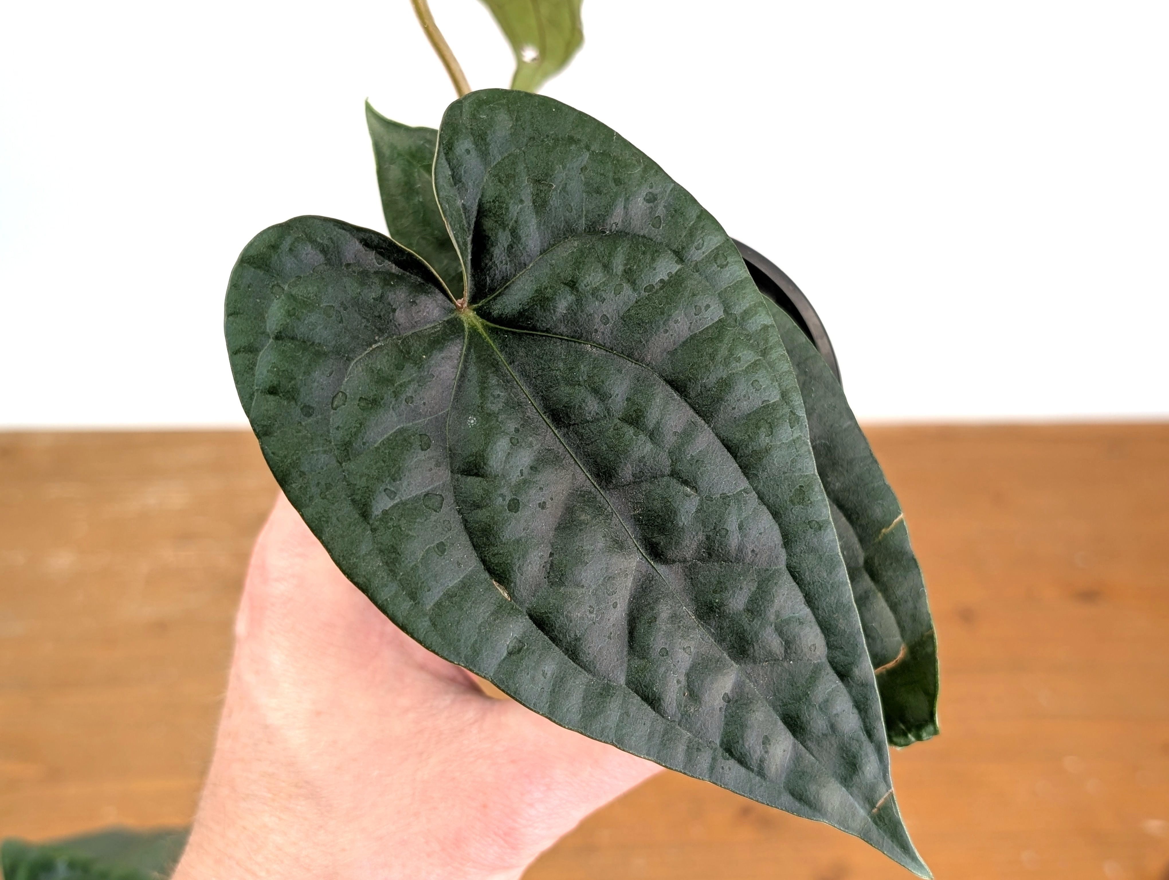 Anthurium Silver Luxurians – Plantamani Plants