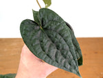 Anthurium Silver Luxurians