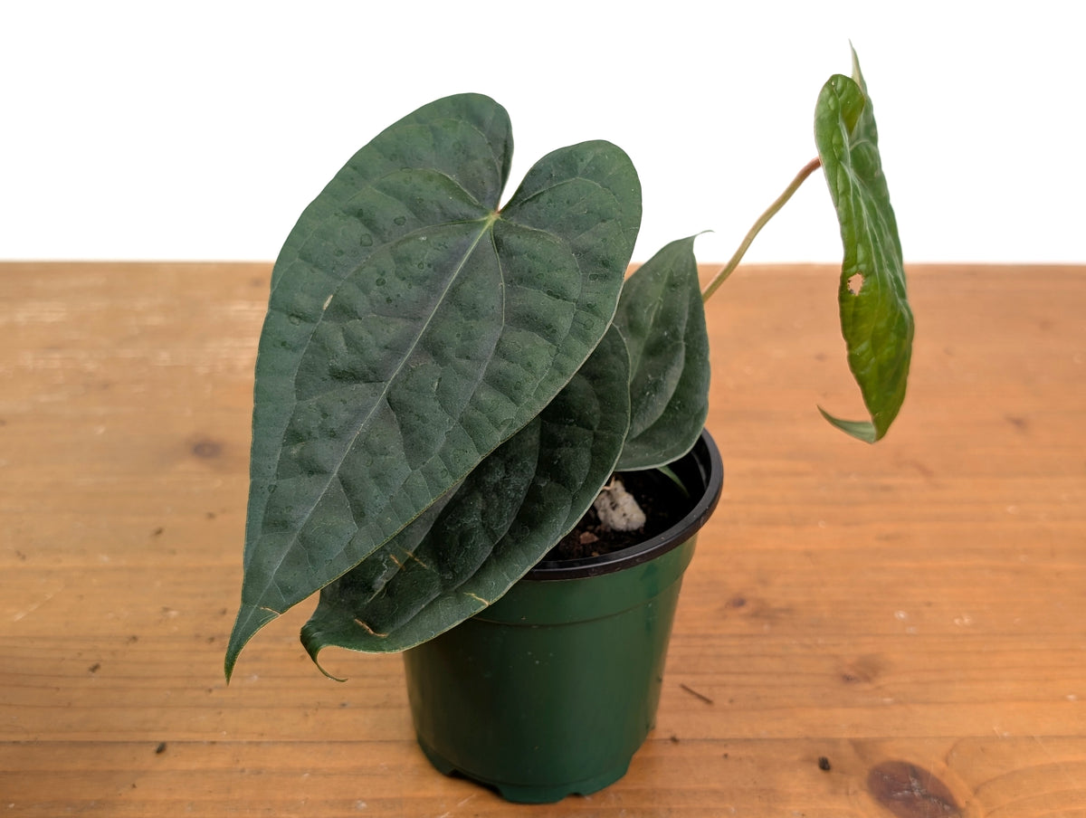 Anthurium Silver Luxurians