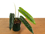 Philodendron sp. 'Felix'