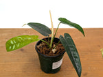 Philodendron sp. 'Felix'