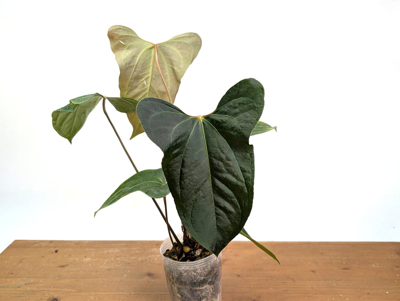 Anthurium Besseae × Pinkleyi 'Jungle Dreams'