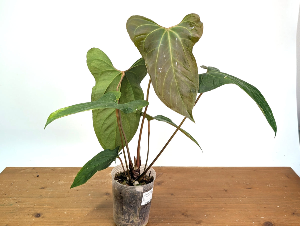 Anthurium Besseae × Pinkleyi 'Jungle Dreams'