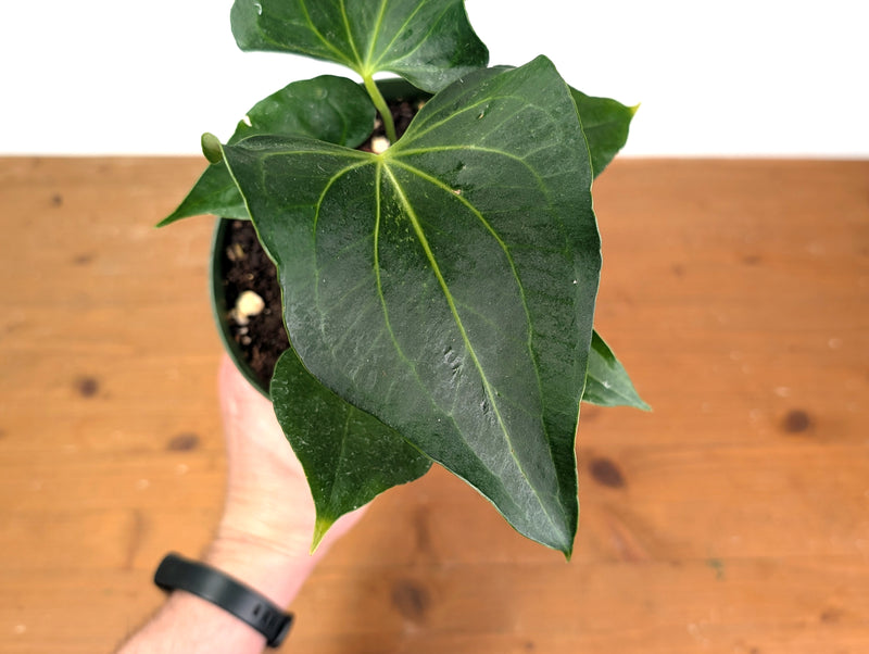Anthurium Delta Force