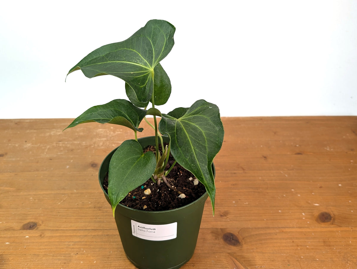 Anthurium Delta Force
