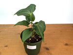 Anthurium Delta Force