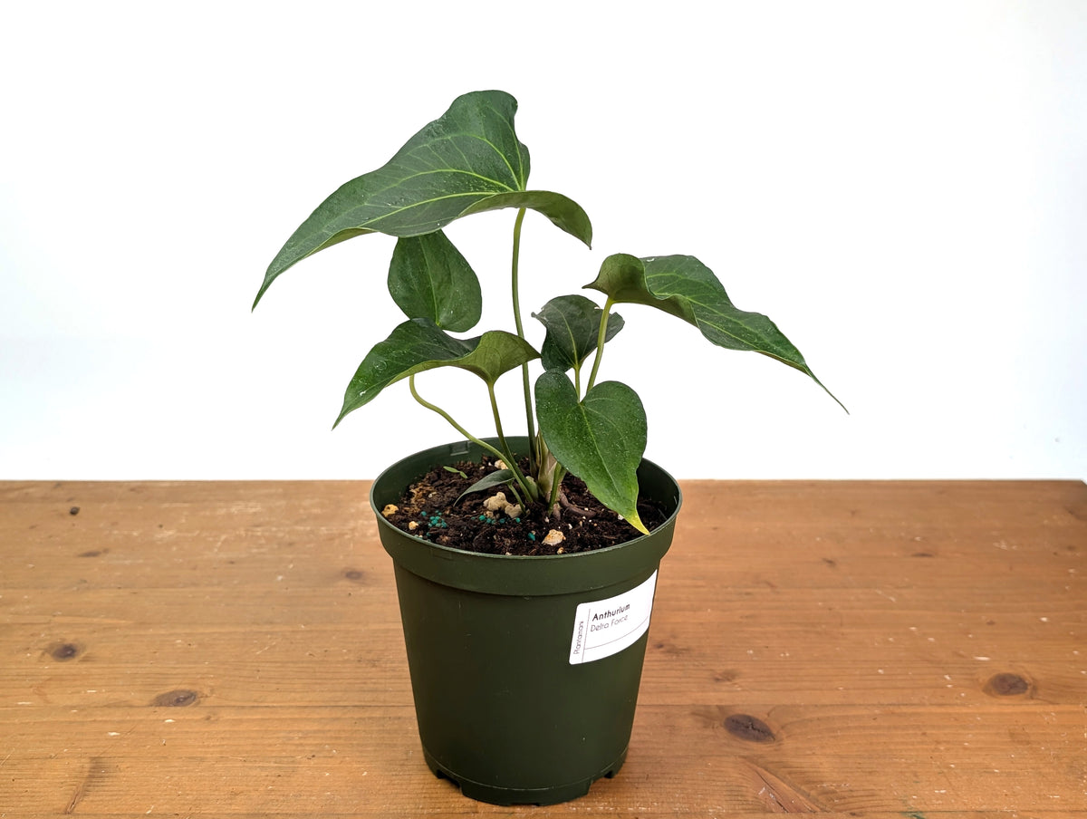 Anthurium Delta Force