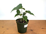Anthurium Delta Force