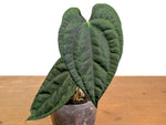 Anthurium Raven Soul (A. crystallinum x luxurians)
