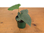 Anthurium Magnificent Silver x Luxurians