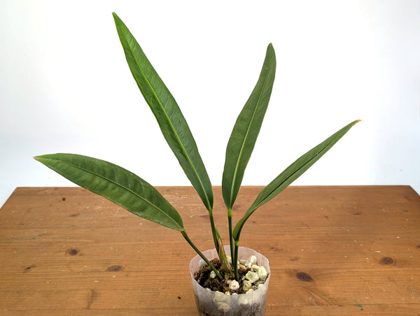 Anthurium Coriaceum 'San Juan'