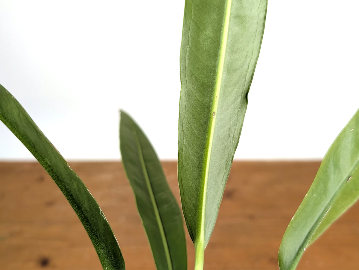 Anthurium Coriaceum 'San Juan'