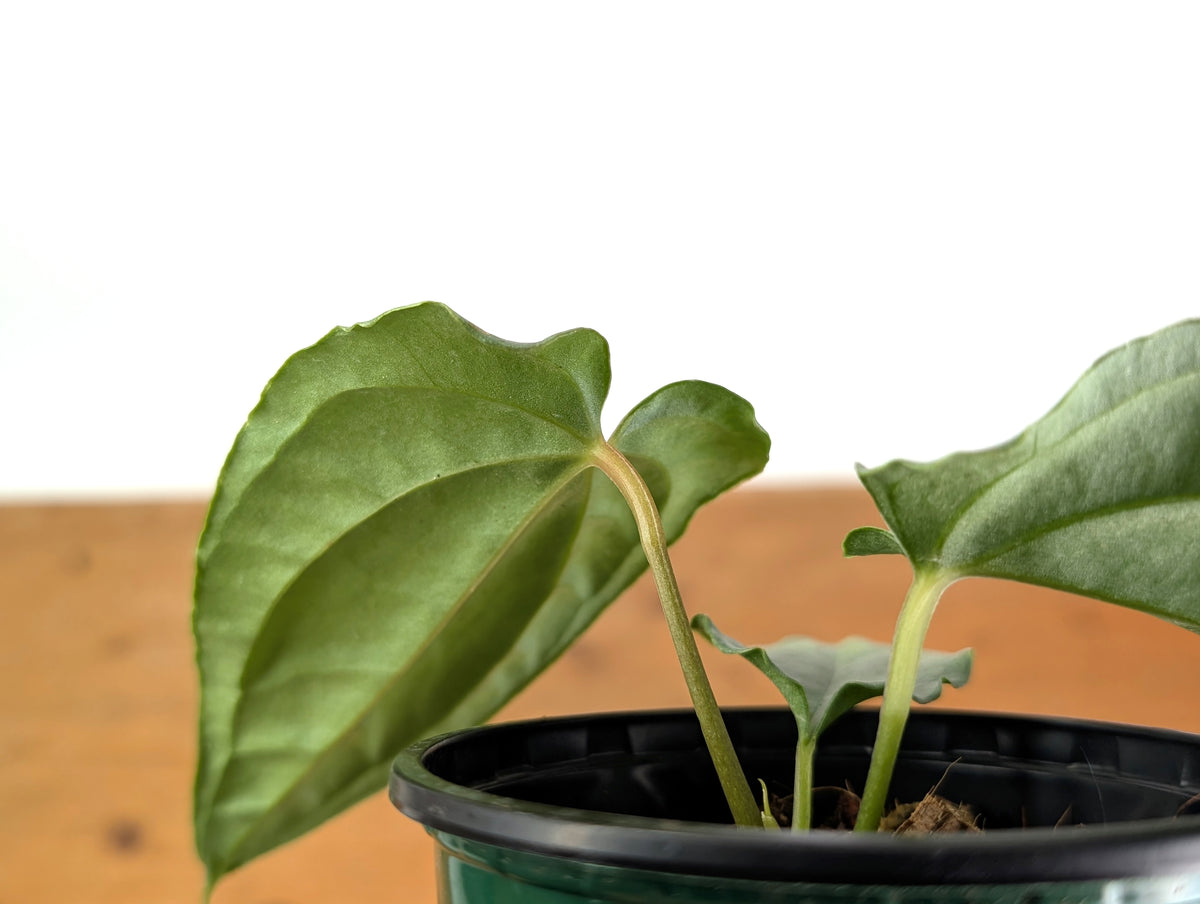 Anthurium Esmeralda Luxury (Luxurians x Esmeraldense)