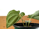 Anthurium Esmeralda Luxury (Luxurians x Esmeraldense)