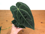 Anthurium Crystal Sky