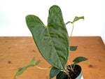 Anthurium Amazon Rabbit (Forgetii x Pinkleyi)