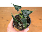 Alocasia Frydek 'Tattoo'