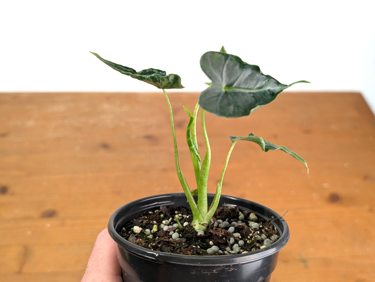 Alocasia Frydek 'Tattoo'