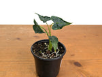 Alocasia Frydek 'Tattoo'