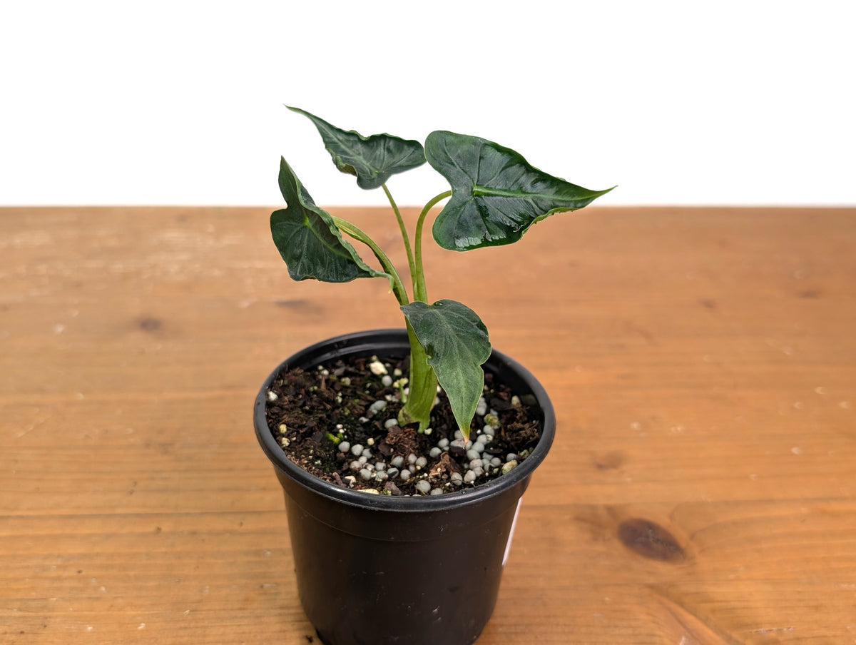 Alocasia Frydek 'Tattoo'