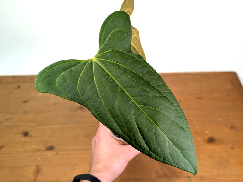 Anthurium 'Rabbit Ears' (Crystallinum x Pinkleyi)