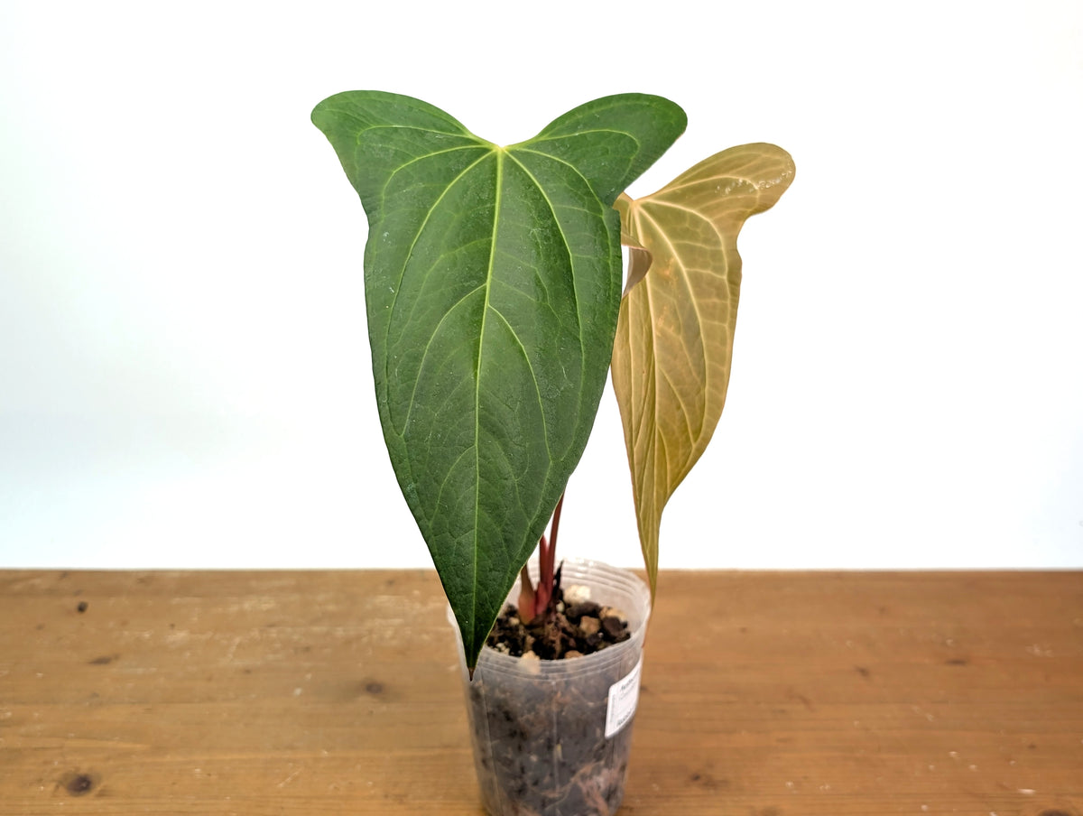 Anthurium 'Rabbit Ears' (Crystallinum x Pinkleyi)