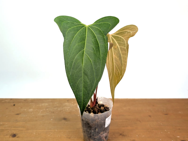 Anthurium 'Rabbit Ears' (Crystallinum x Pinkleyi)