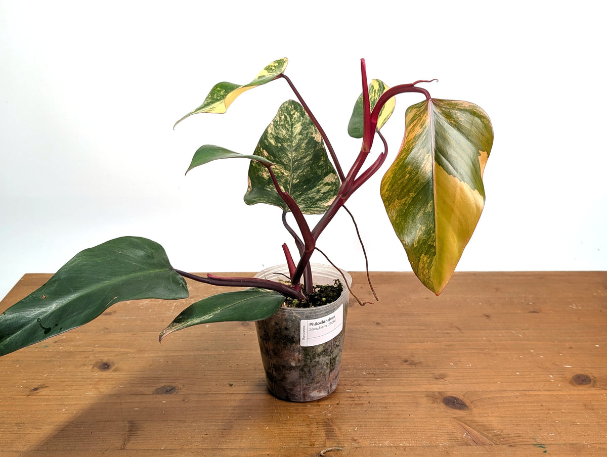 Philodendron erubescens 'Strawberry Shake'