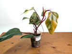 Philodendron erubescens 'Strawberry Shake'