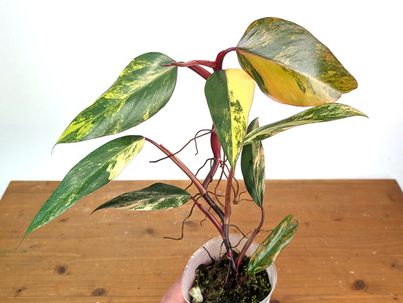 Philodendron erubescens 'Strawberry Shake'