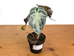 Alocasia Venom