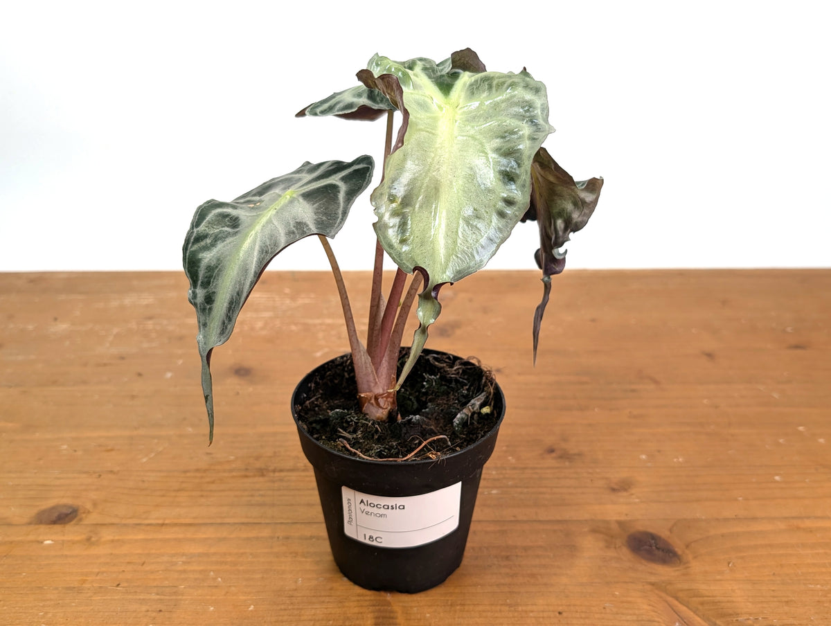Alocasia Venom