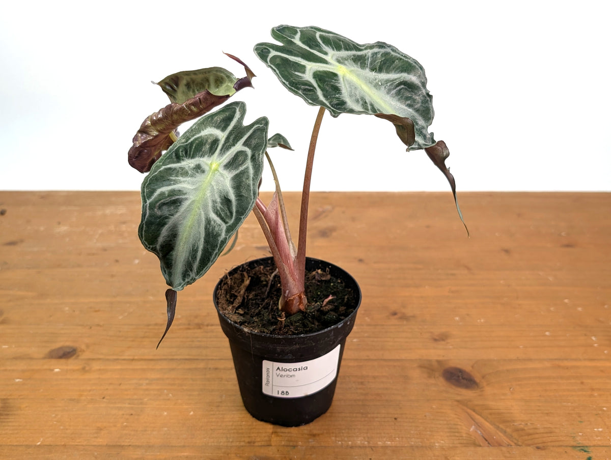 Alocasia Venom