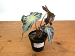 Alocasia Venom