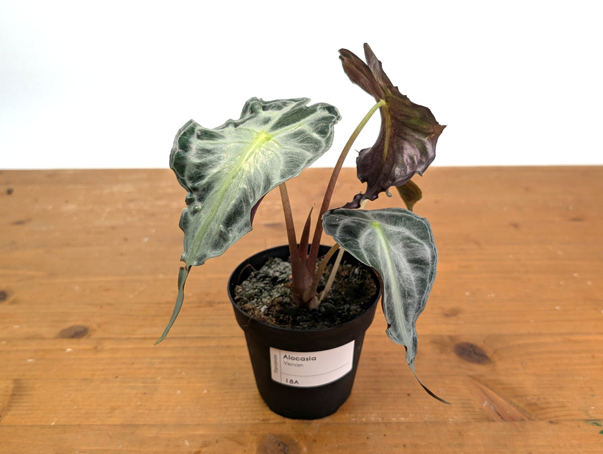 Alocasia Venom
