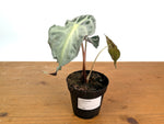Alocasia Venom