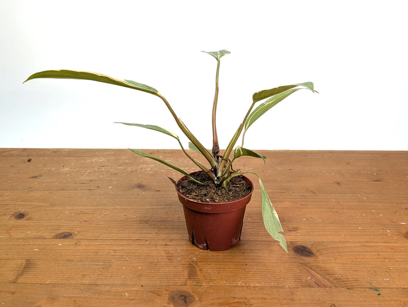 Philodendron Shady Lady