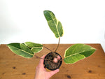Philodendron erubescens 'Shady Lady'