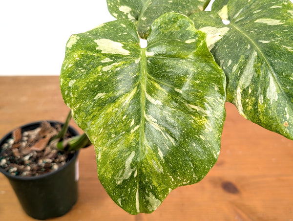 Monstera Thai Constellation - Tricolor Mutant - Exact Plant #18A
