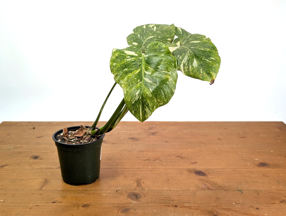 Monstera Thai Constellation - Tricolor Mutant
