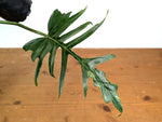 Philodendron Florida Beauty x Tortum (Variegated) Exact Plant #10A
