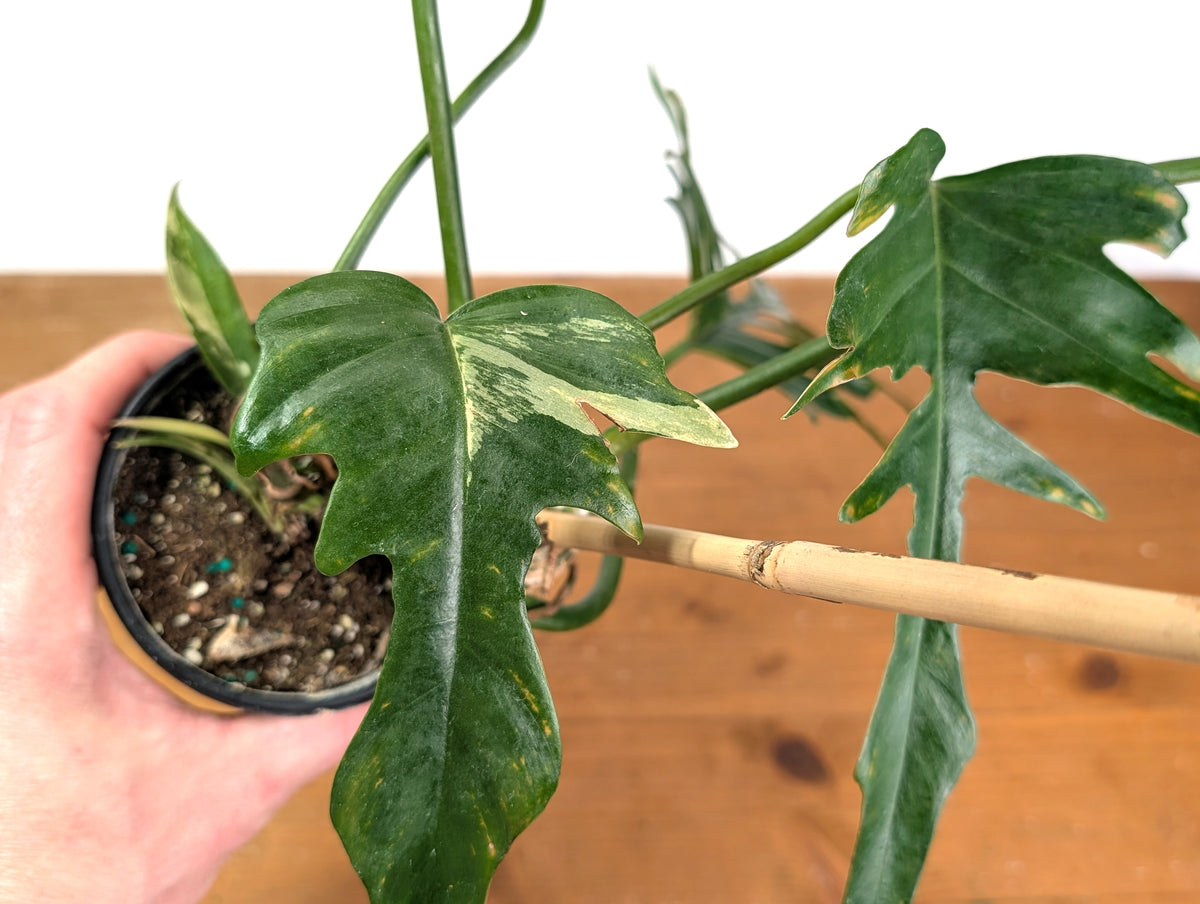 Philodendron Florida Beauty x Tortum (Variegated) Exact Plant #10A