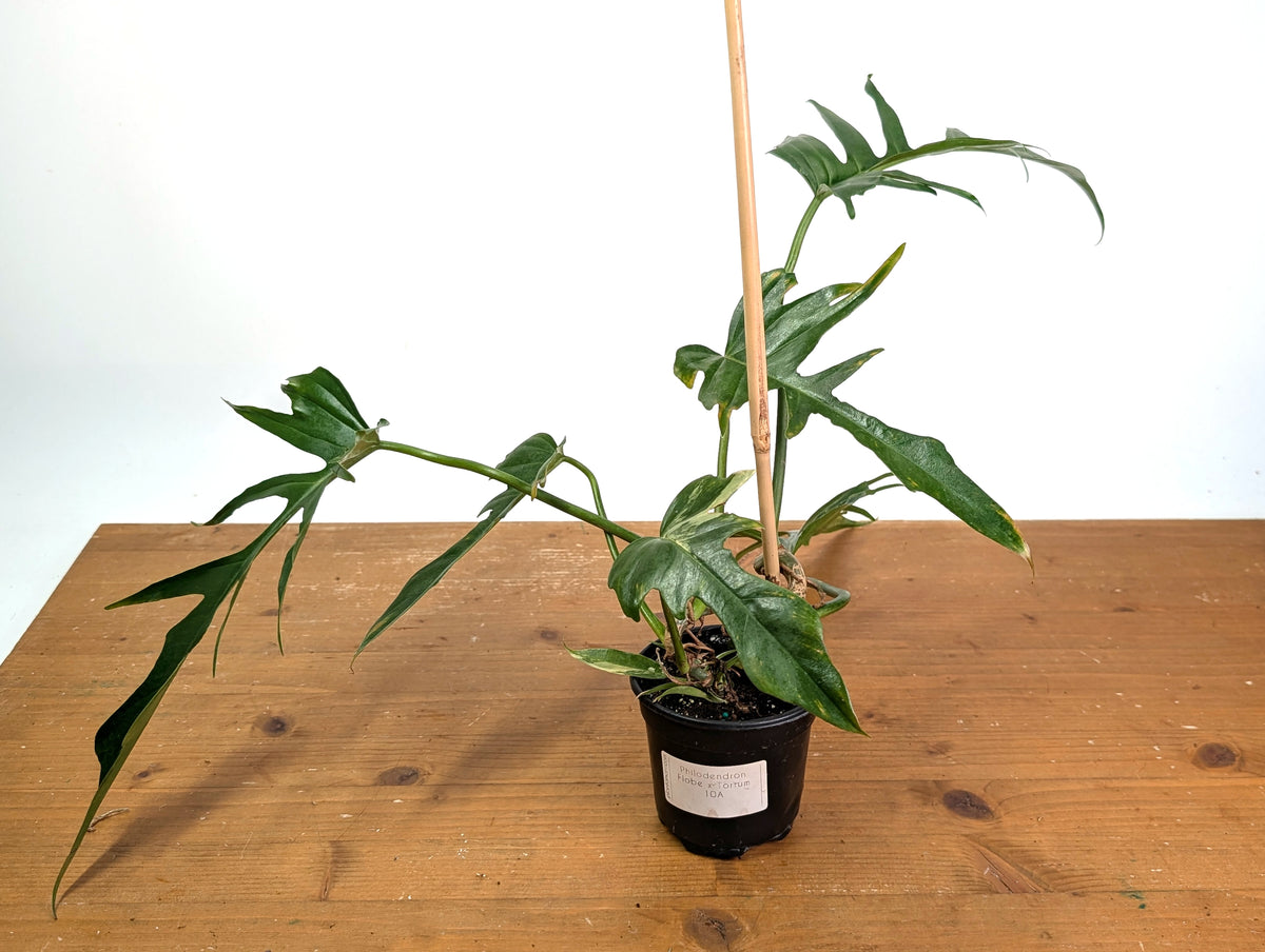 Philodendron Florida Beauty x Tortum (Variegated) Exact Plant #10A