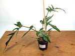 Philodendron Florida Beauty x Tortum (Variegated) Exact Plant #10A