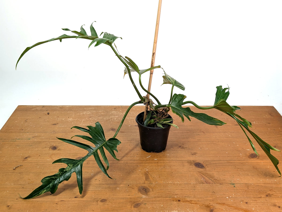 Philodendron Florida Beauty x Tortum (Variegated) Exact Plant #10A