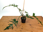 Philodendron Florida Beauty x Tortum (Variegated) Exact Plant #10A