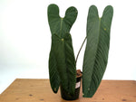 Anthurium Panamense - Exact Plant