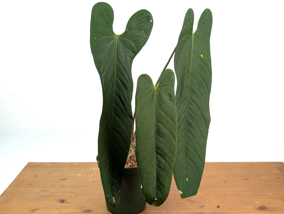 Anthurium Panamense - Exact Plant