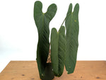 Anthurium Panamense - Exact Plant