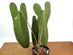 Anthurium Panamense - Exact Plant